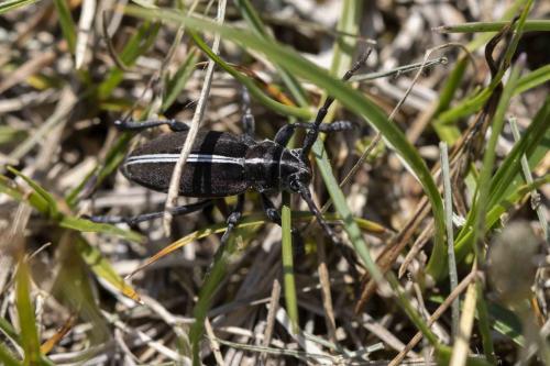 Dorcadion arenarium marsicanum